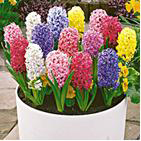 Hyacinty