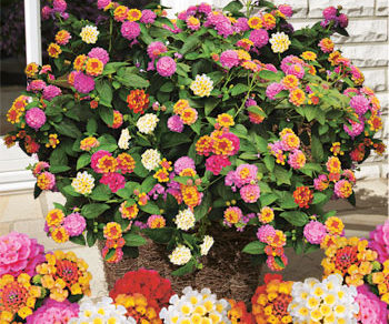 lantana rainbow