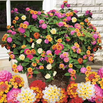 lantana rainbow