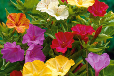 Nocovka jalapovitá (Mirabilis Jalapa)