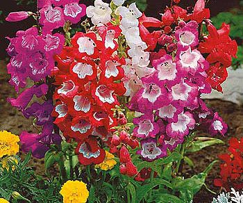 penstemon hybridny