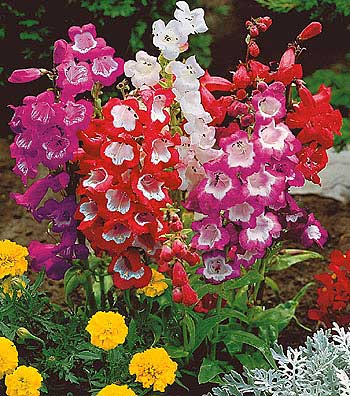 penstemon hybridny