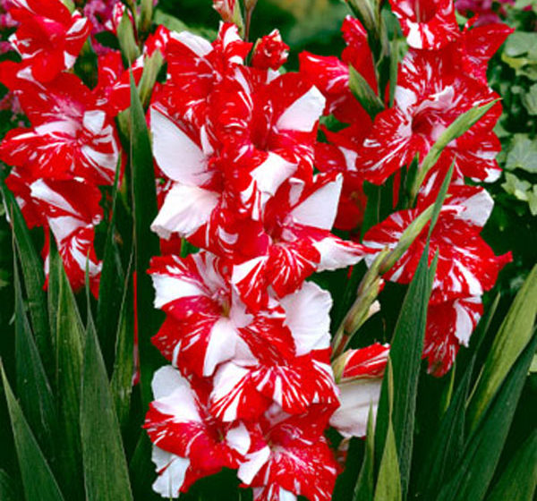 zizanie 10 12 cm hybridy gladiol